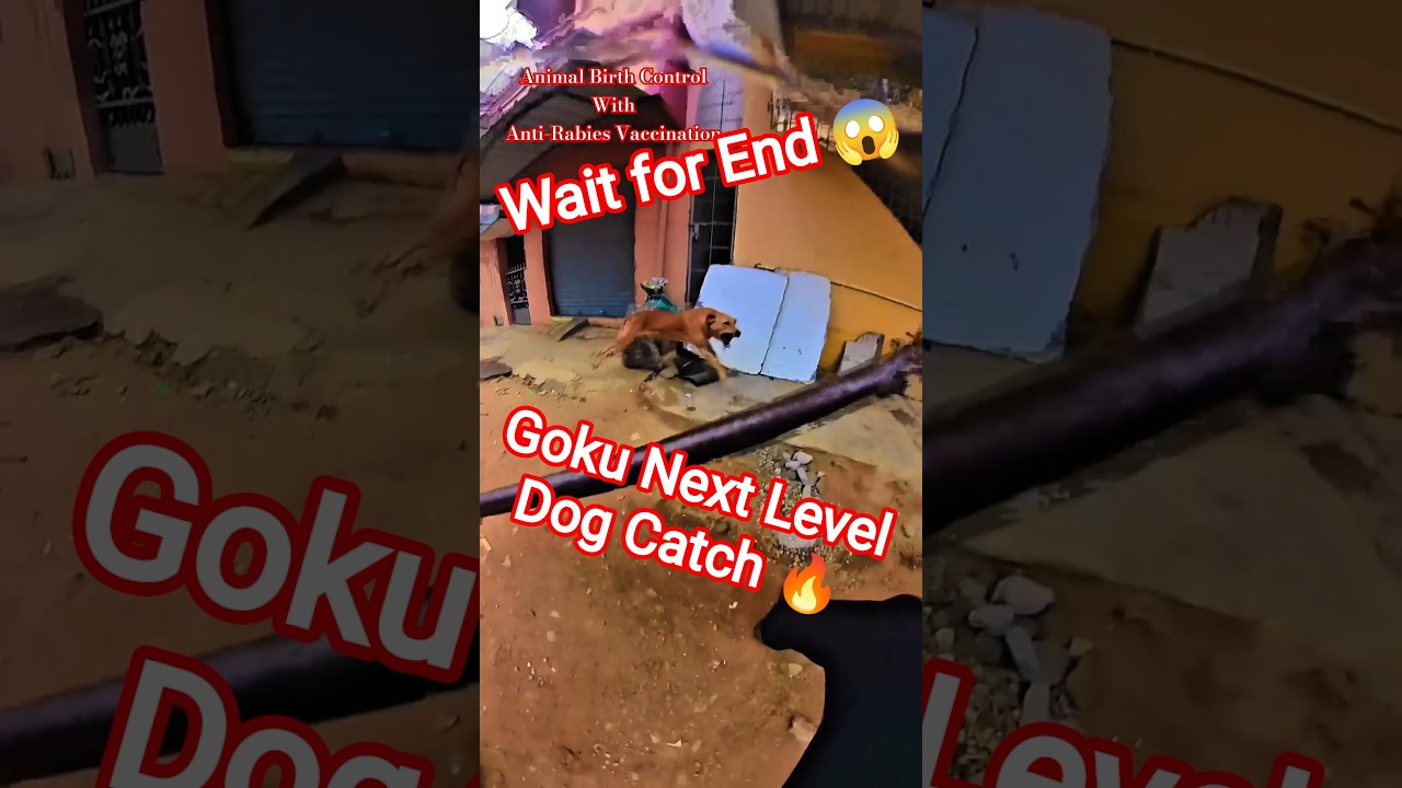 Goku Is Come Back Dog Catching #goku #dog #dogwithpublicsafety #ytviral #pets #dogshorts #shorts