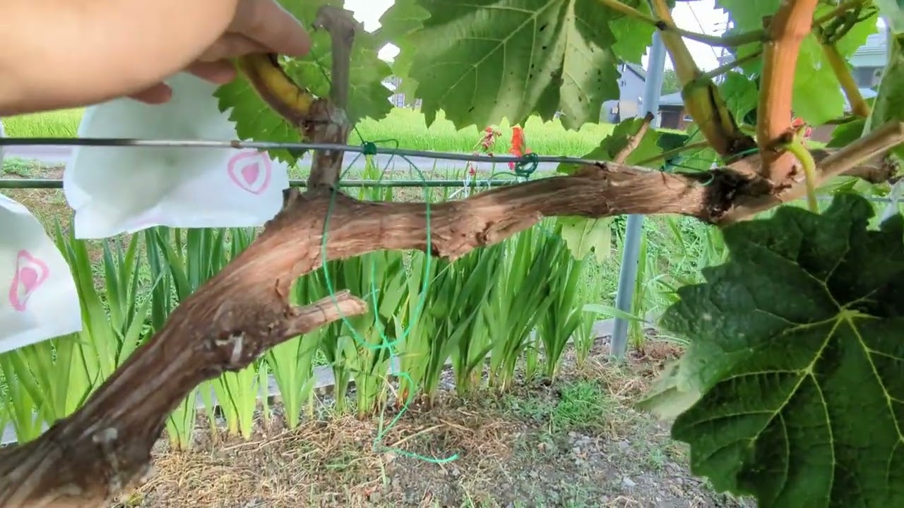 说说搭葡萄架