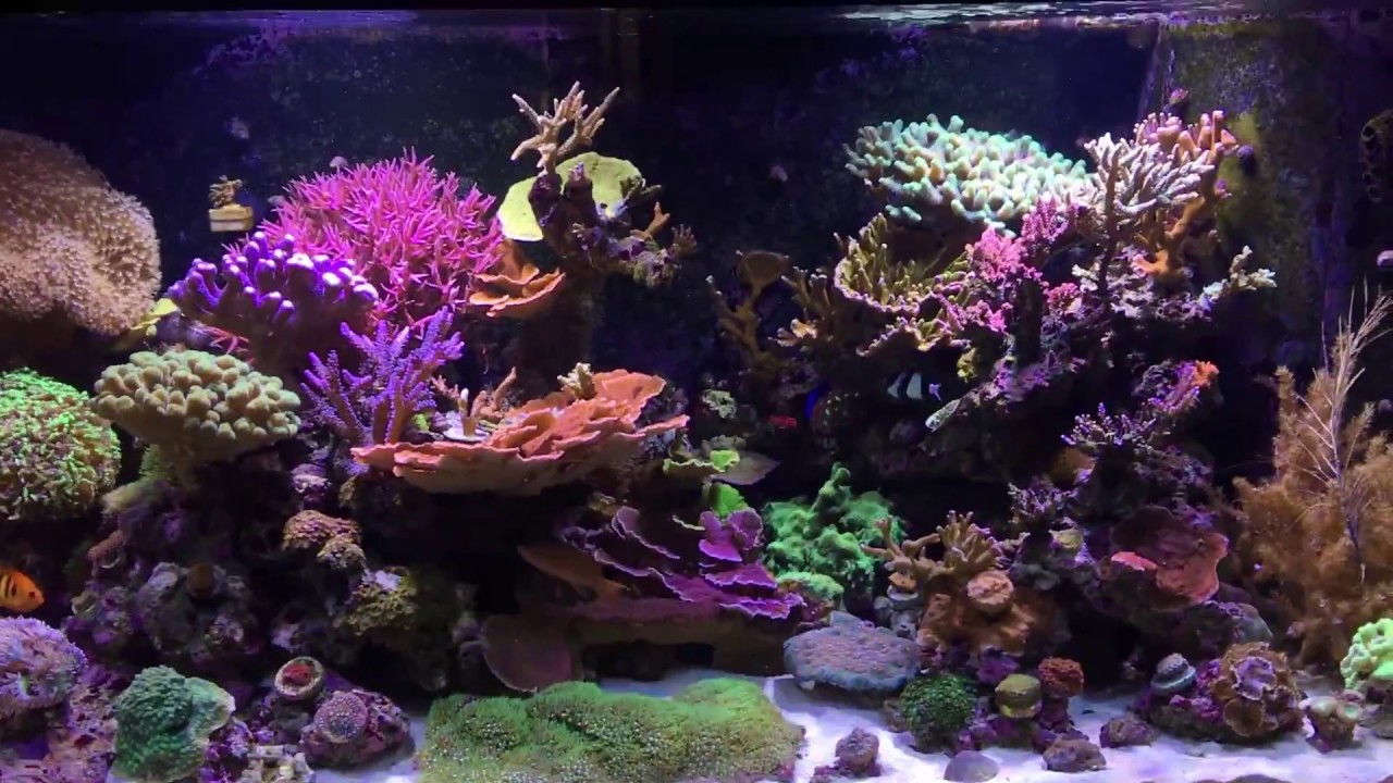 180 Gallon Reef Hydra 52 Lighting Update