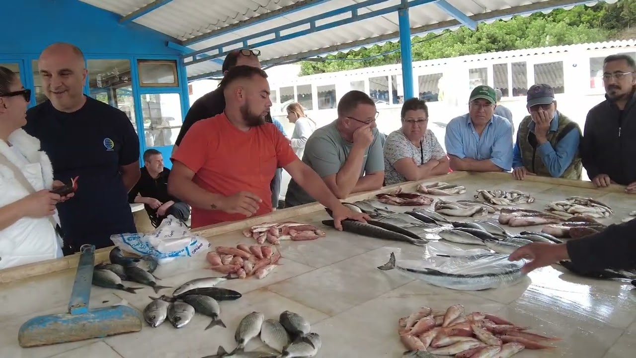 GÜNCEL BALIK FİYATLARI ÖZDERE BALIK MEZATI#keşfetbeniöneçıkar #mezat #seafood #squid