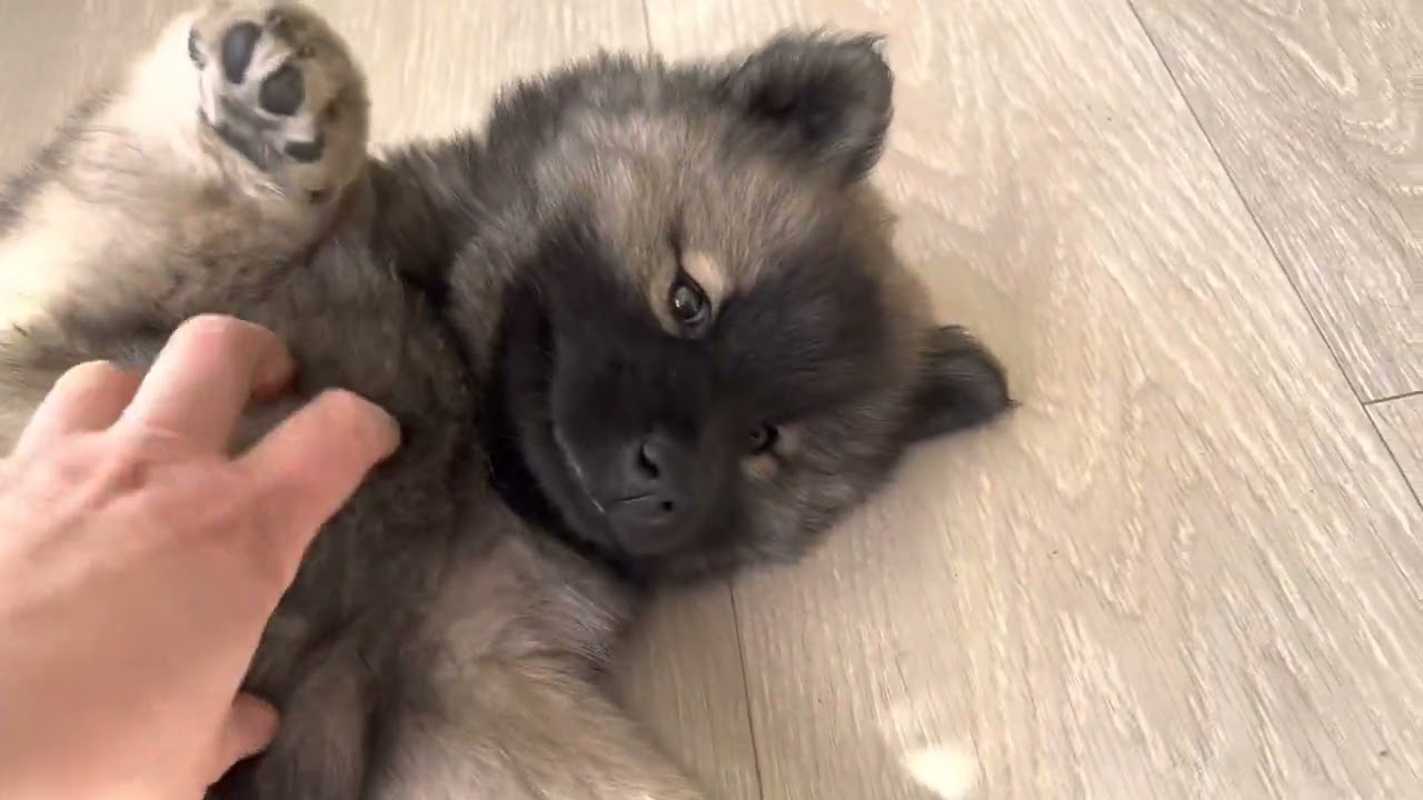 Eurasier puppies 7,5 weeks old