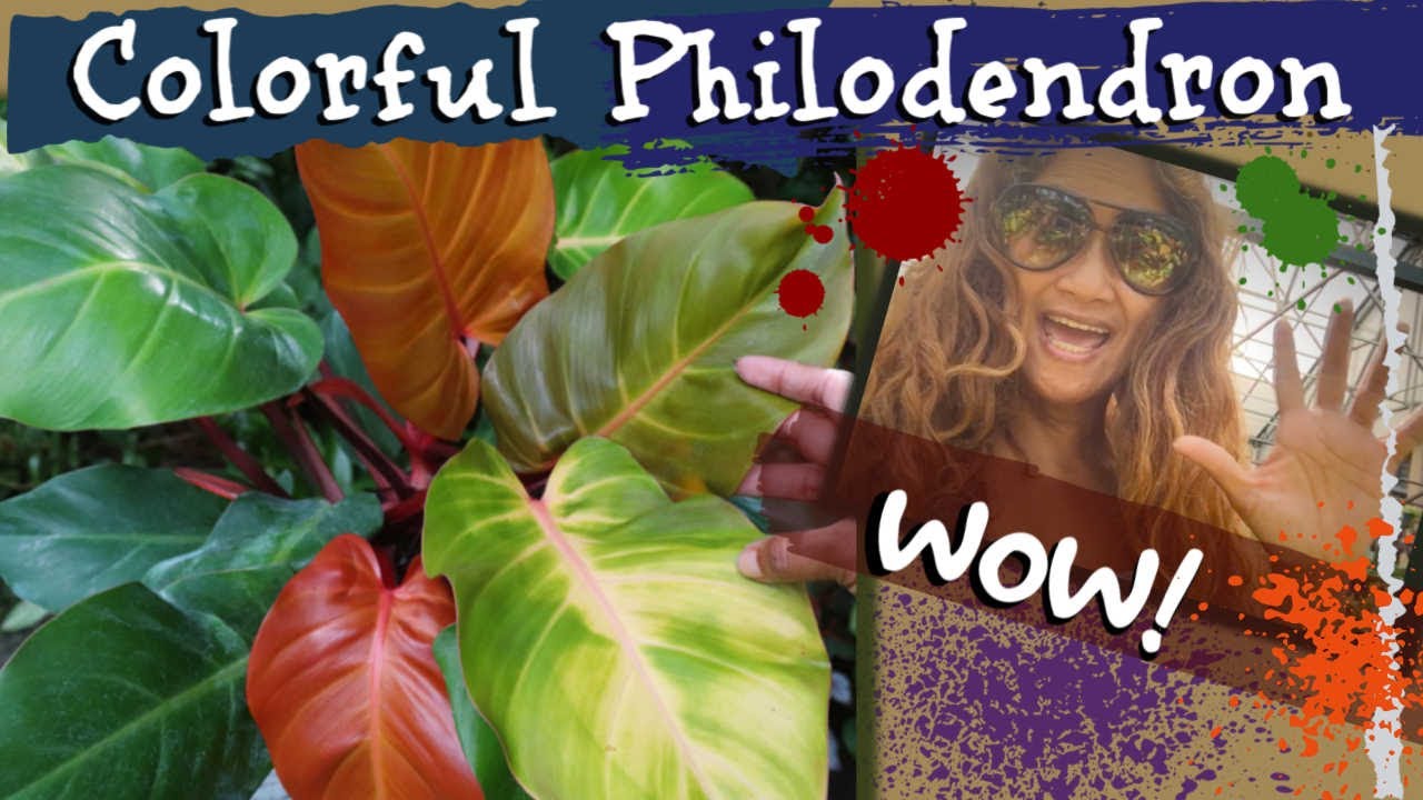 Most Colorful Rainbow Philodendron! Prince of Orange, Airoids, Collective Plants, Houseplants