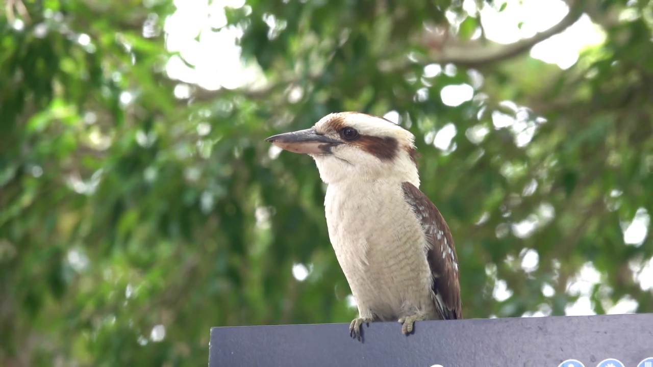 Kookaburra steals food right off someone's plate