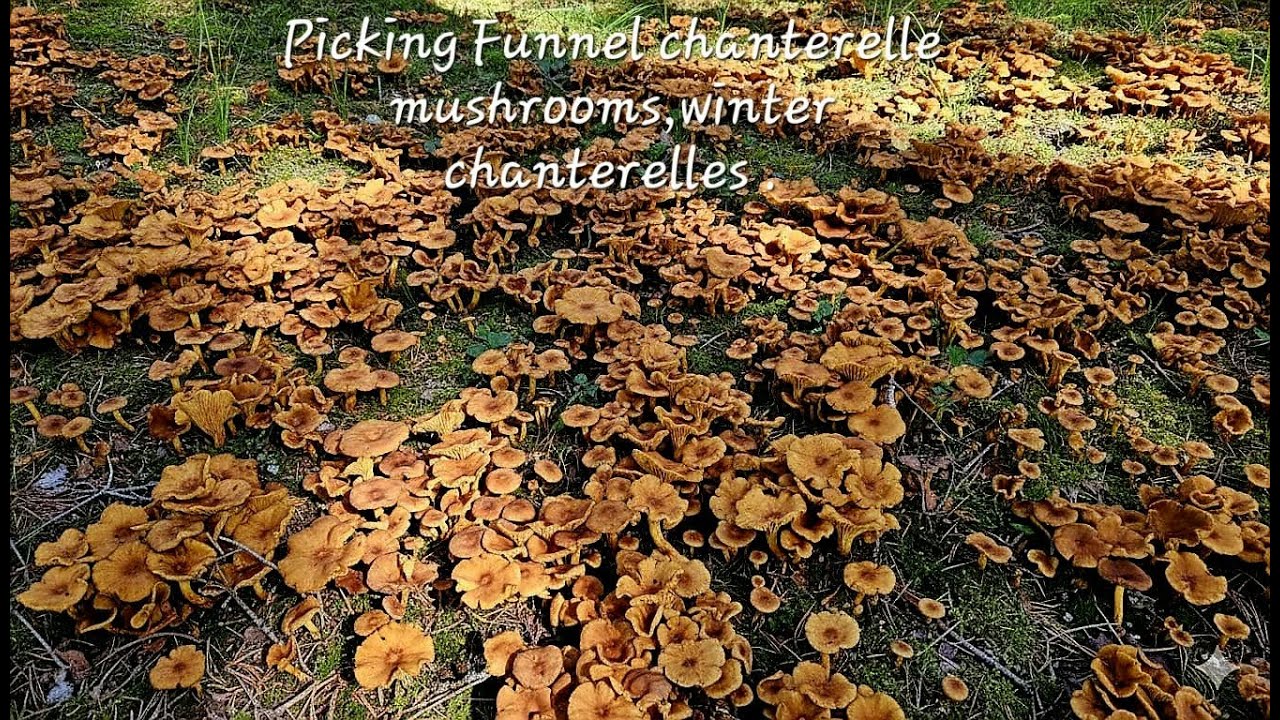 Picking Funnel chanterelle mushrooms.🍄‍🟫Winter chanterelle mushrooms. เก็บเห็ดดำ