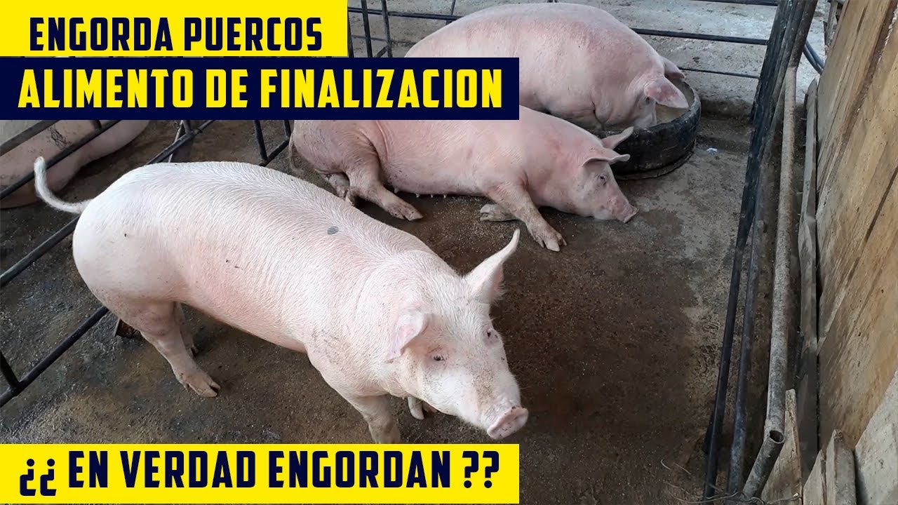 Como Preparar ALIMENTO DE FINALIZACI&Oacute;N de Engorda Para Cerdos// Etapa de 80 a 110  Kilos