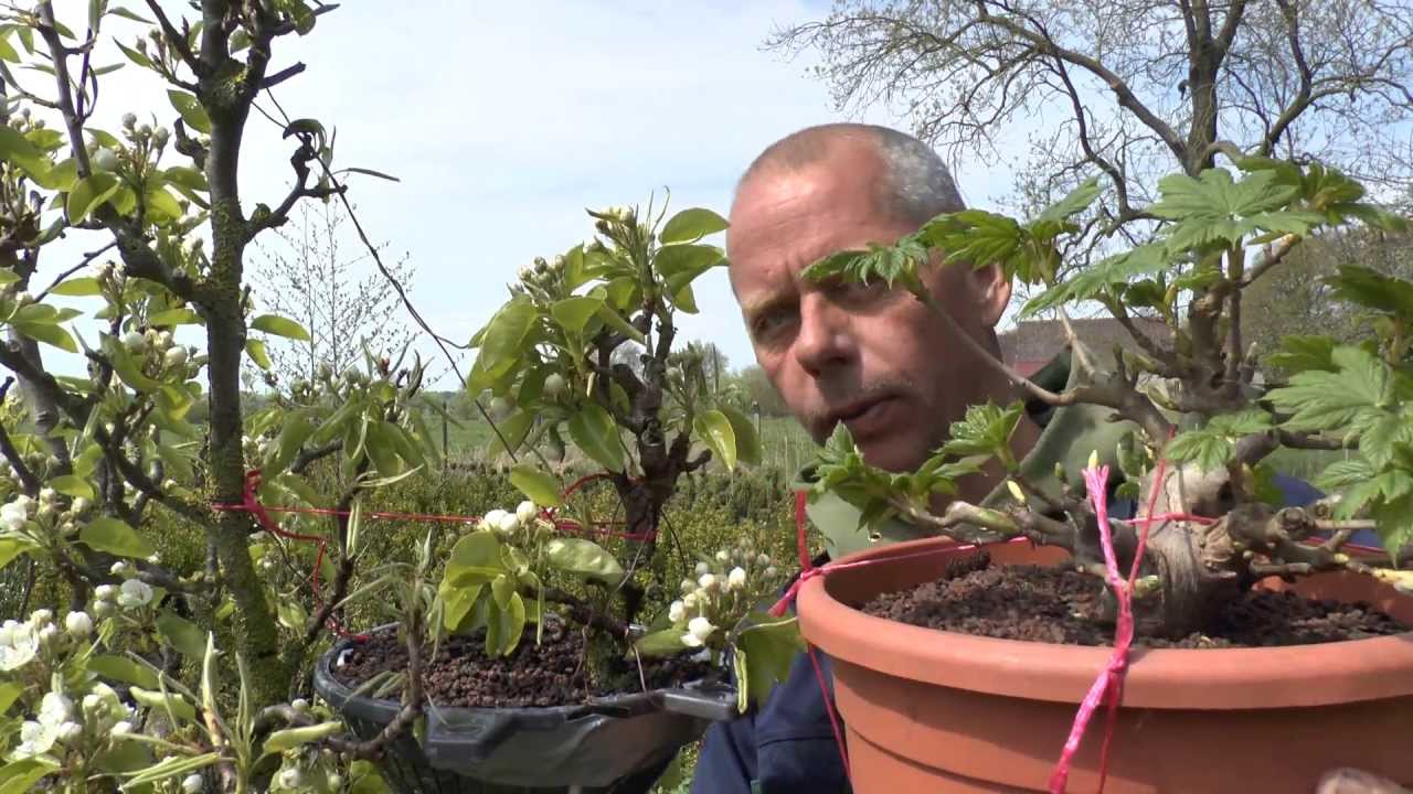 Abmoosen einer Birne Experiment Bonsai