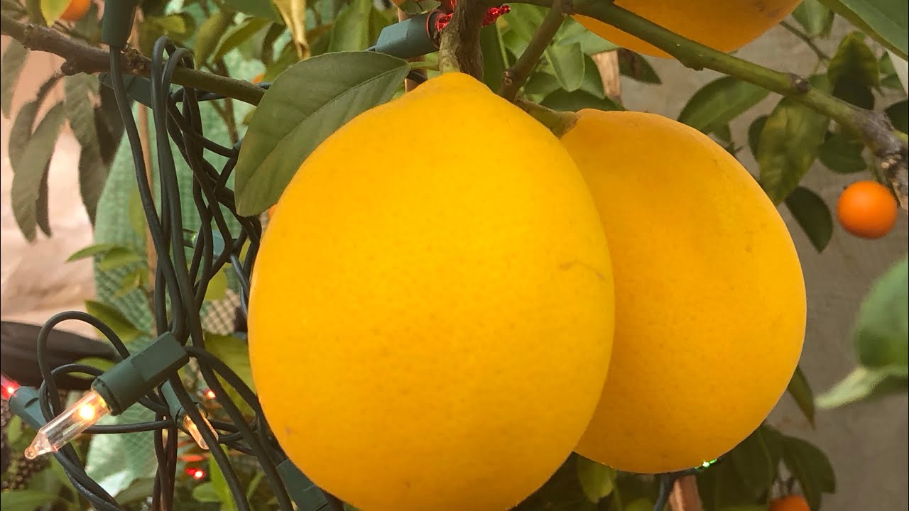 Growing Citrus In Ground in Georgia