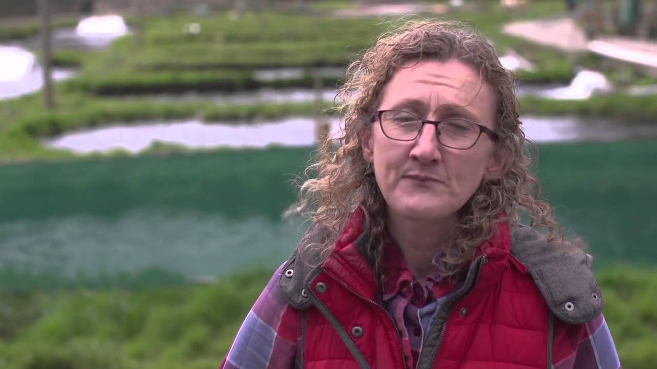 Goatsbridge Trout Farm