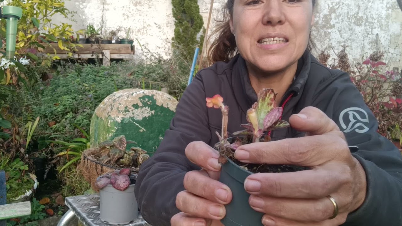 episcia