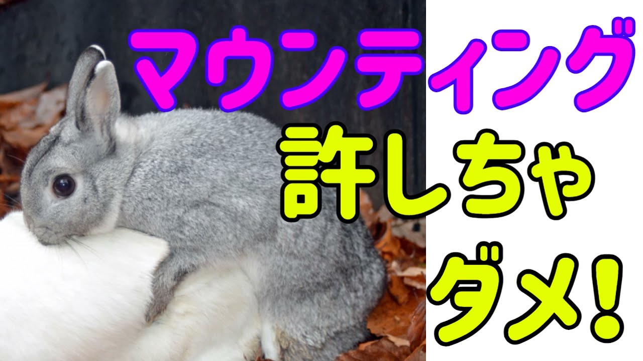 【うさぎの発情?】マウンティングは絶対させるな！＃70　うさぎの飼い方Vol.33