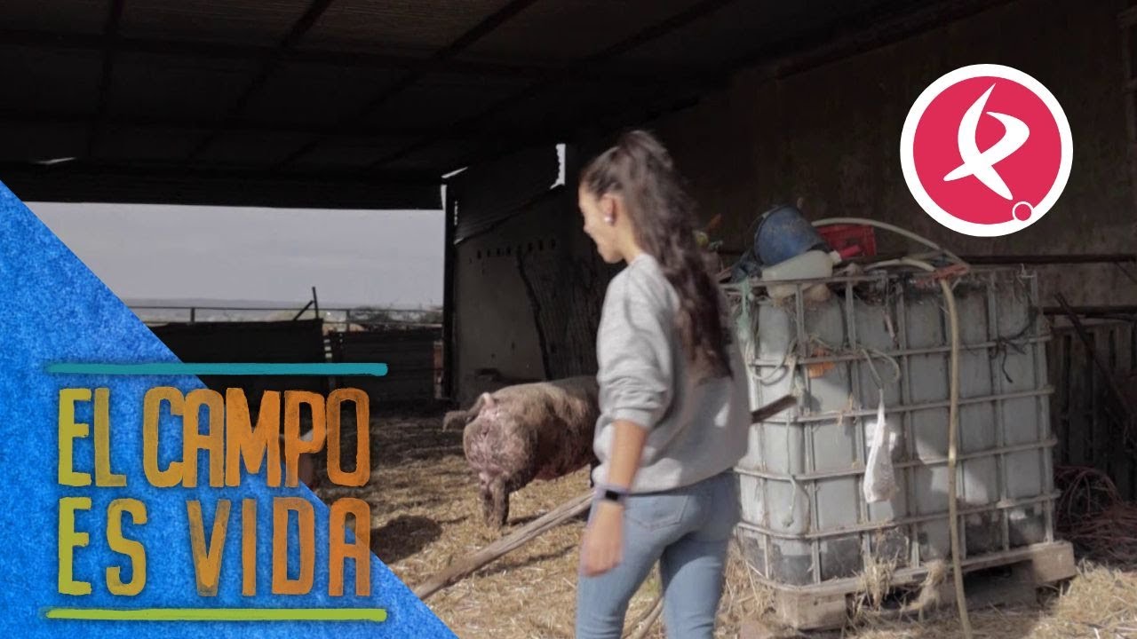Se escapan los cochinos de Lidia e Isabel | El campo es vida