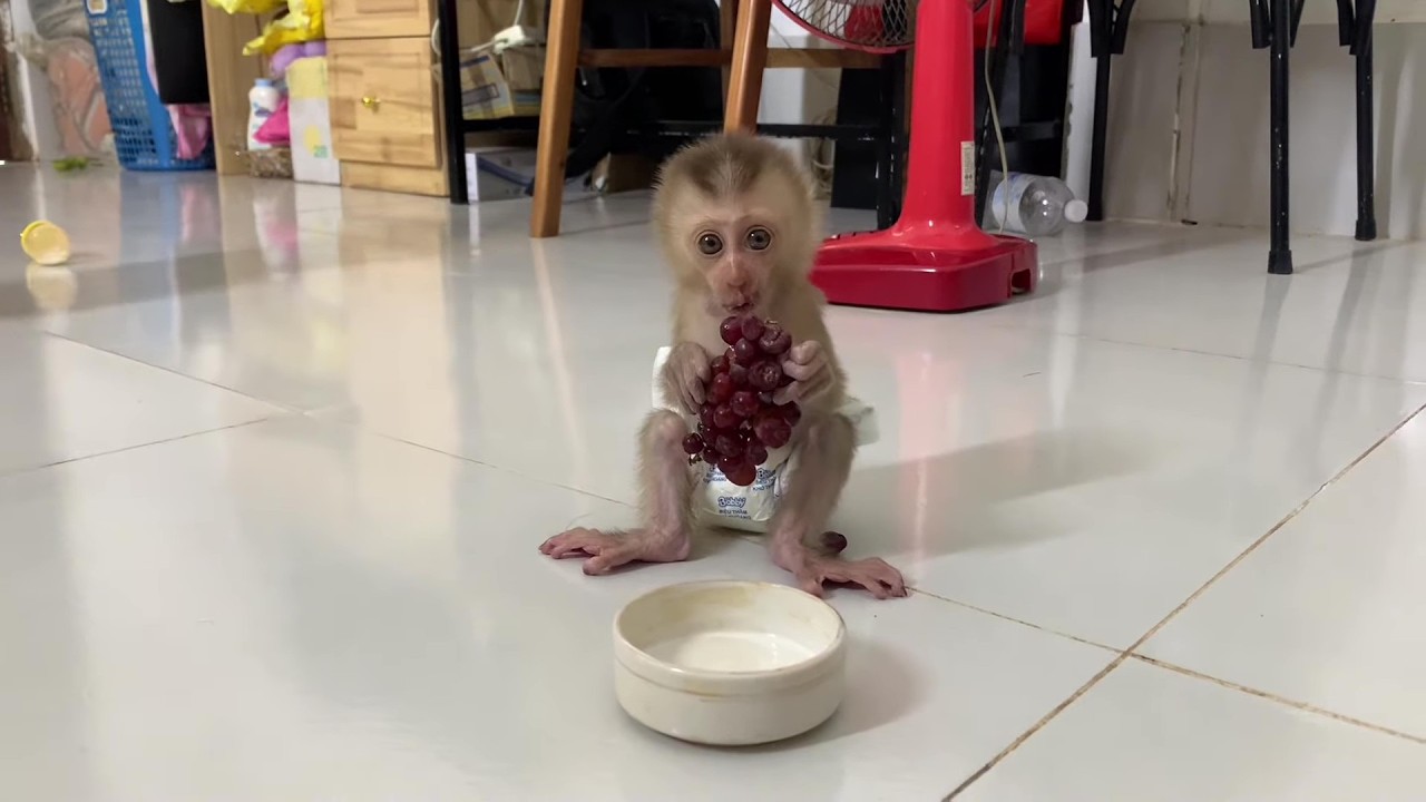 Baby Monkey enjoy eat grapes so delicious #monkey
