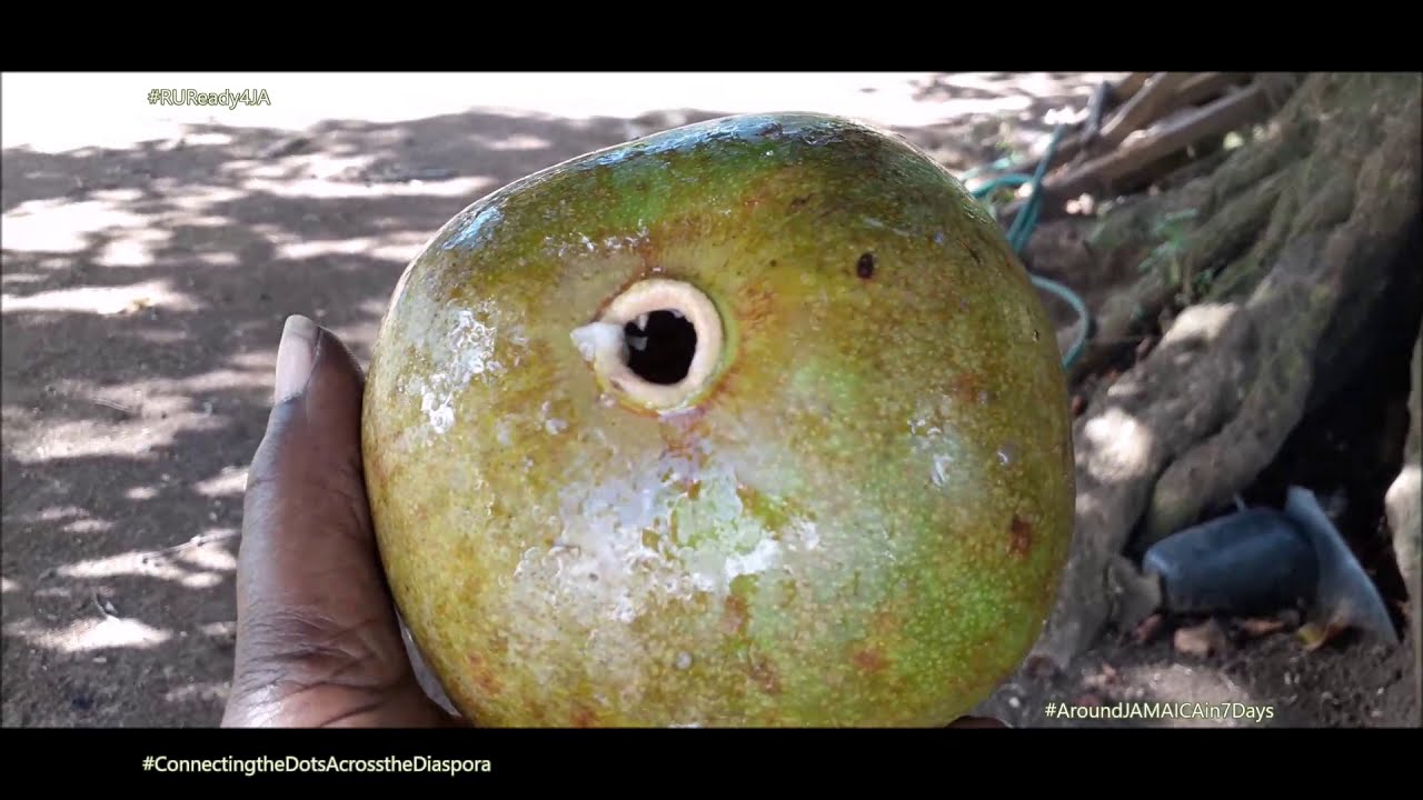 GOAT SKIN and Shakas - KUMINA Drum Basics wid Patrick Francis #ruready4ja