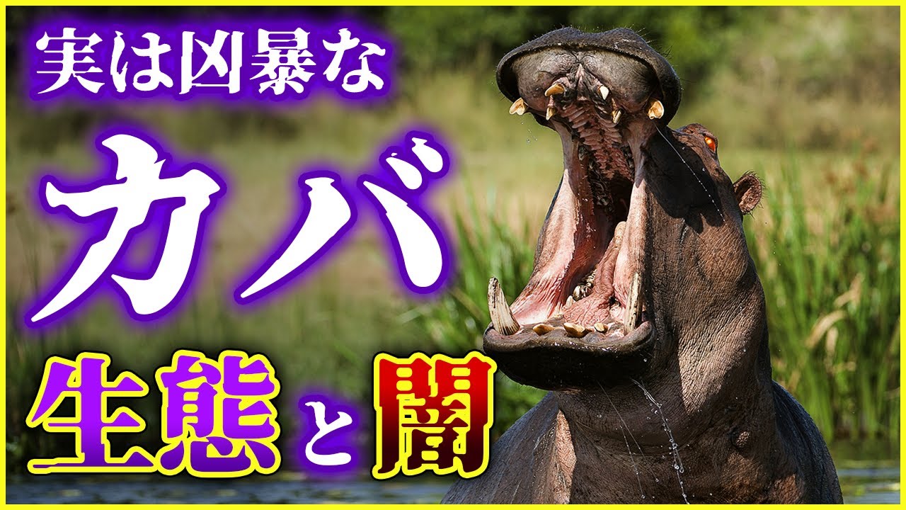 【ゆっくり解説】サメよりも多くの人命を奪っている!?実は狂暴な「カバ」の生態と闇を解説/カバの母乳はピンク色？コロンビアでカバが大繁殖した理由とは？