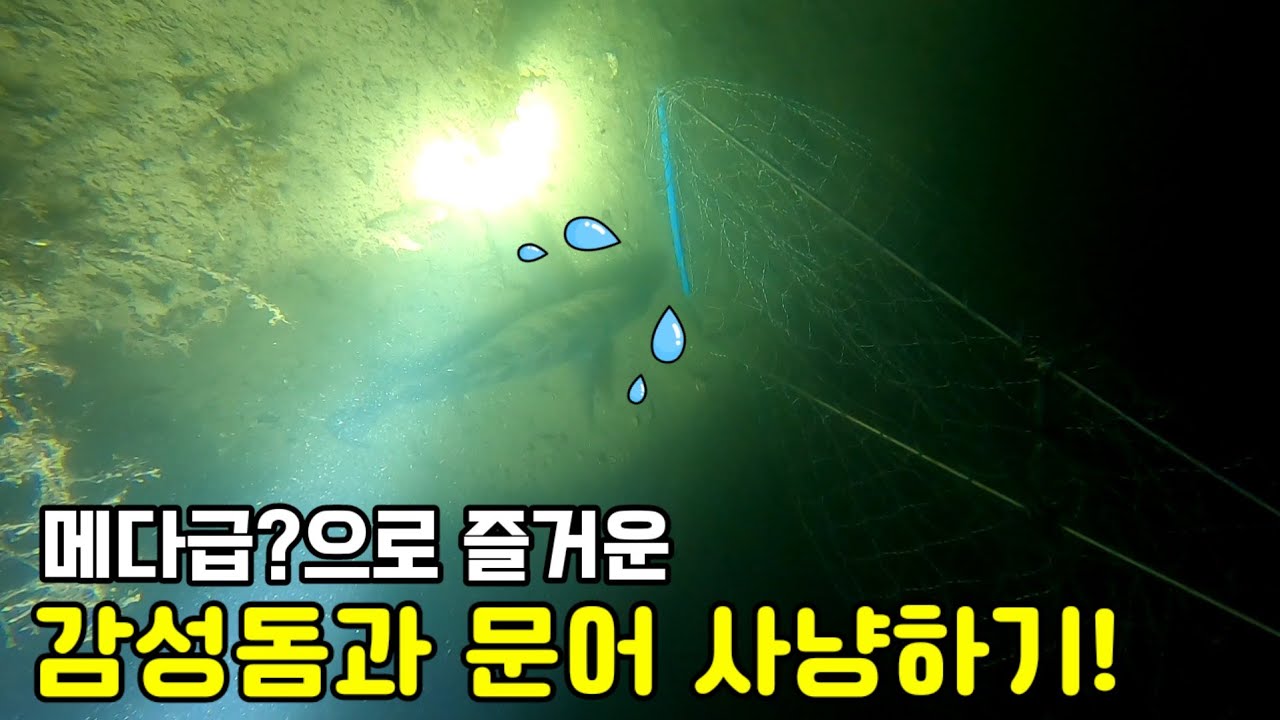 캄캄한 밤바다! 다이빙으로 감성돔과 돌문어 잡이!! Octopus Hunting | 해루질