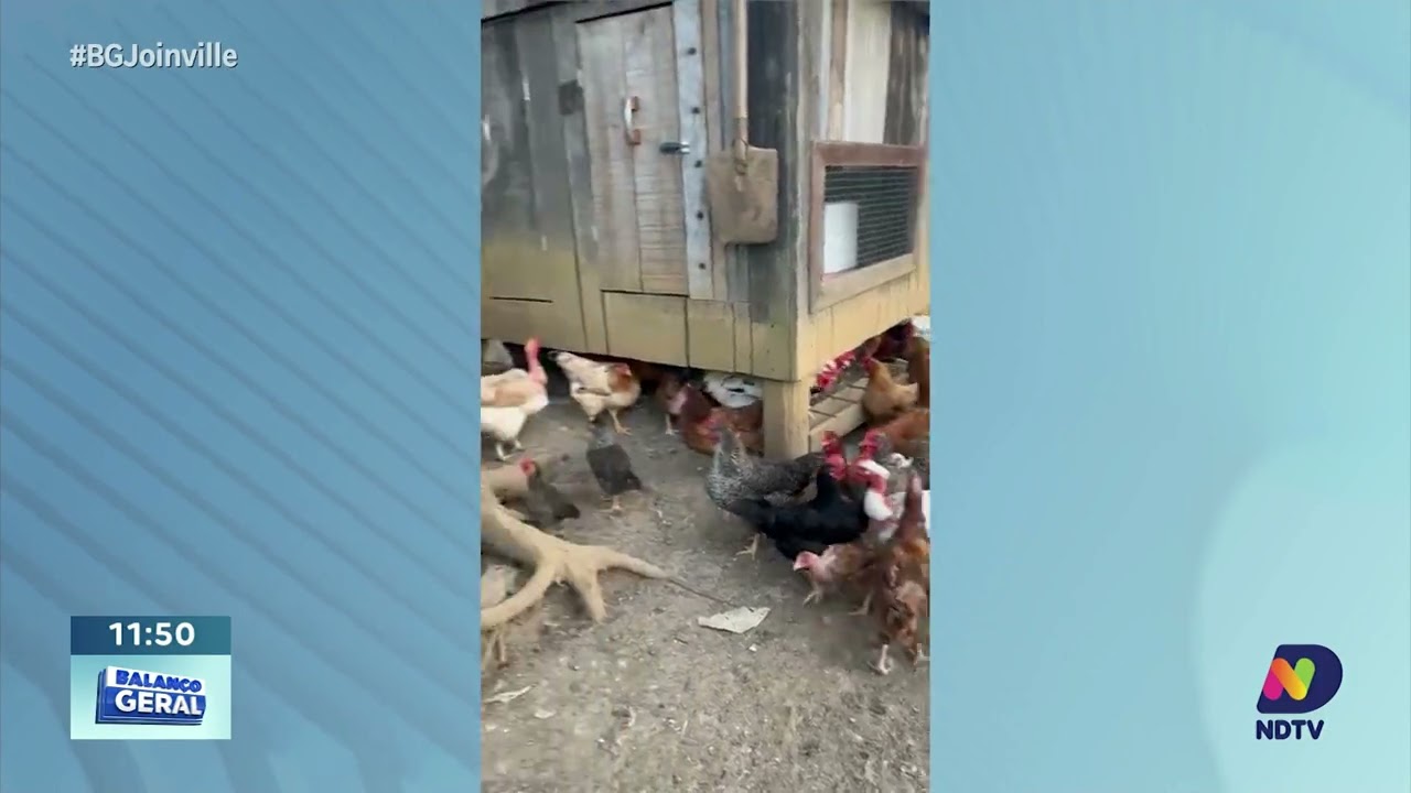 Pastor e esposa s&atilde;o indiciados por maus-tratos a mais de 30 animais em Joinville