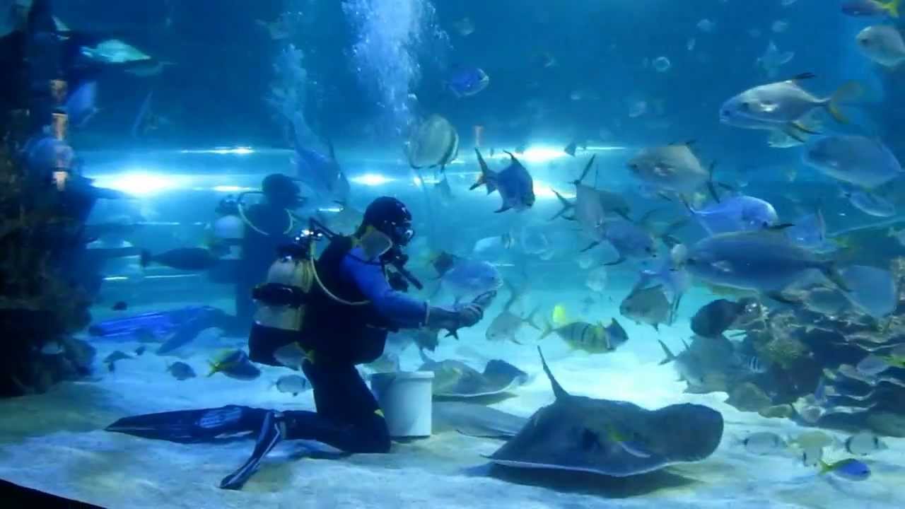 Tropicarium, cápaetetés (Joci)  2012.05.03. Budapest