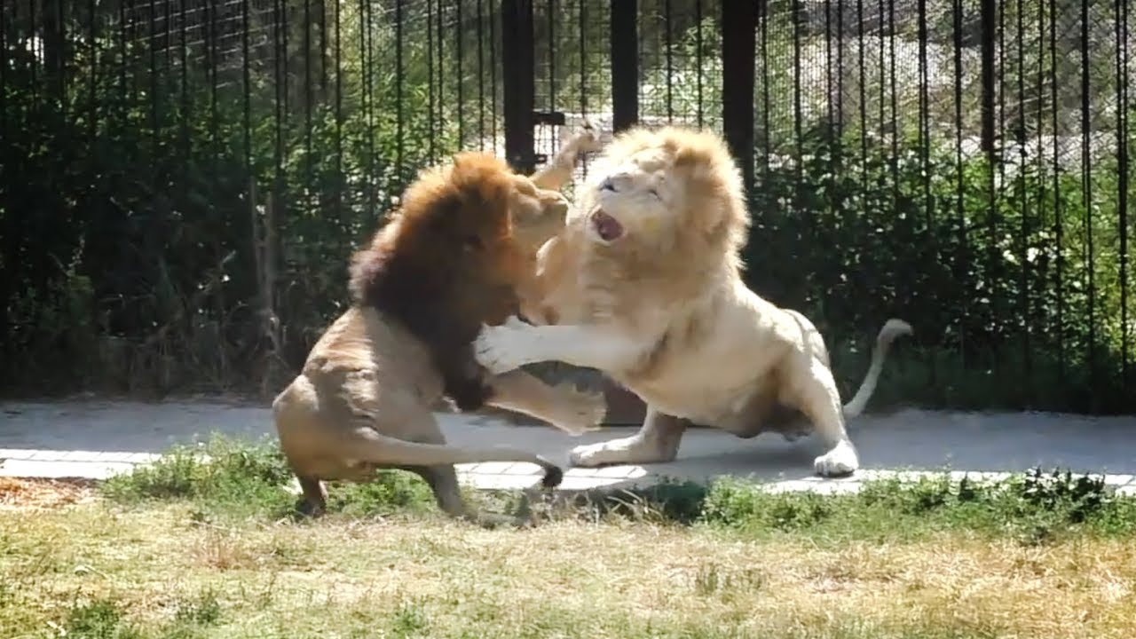 Чук вернулся. На Малыша нападают. Олежка на нервах. Львы. Тайган. Lions in Taigan.