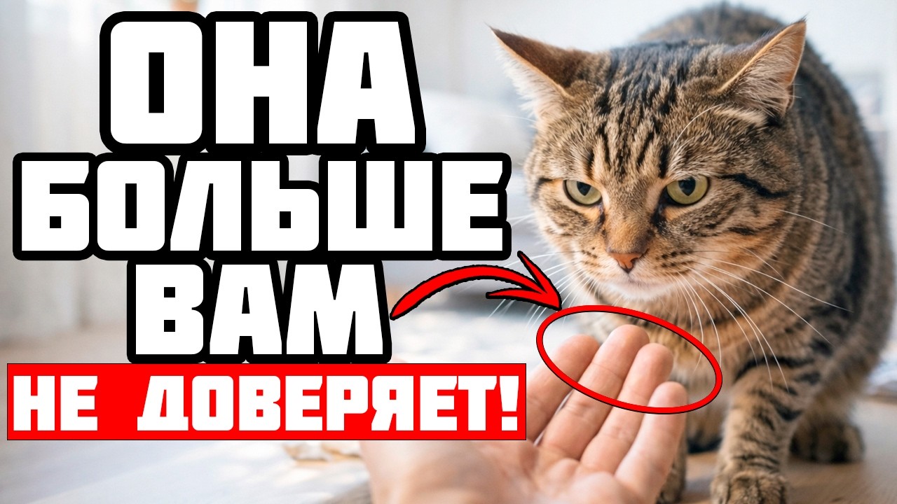 Эти 5 Признаков Покажут, Что Кошка Отвернулась от Вас❗