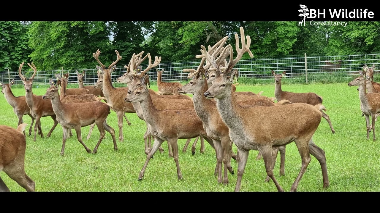 Incredible Deer footage at Woburn Deer Park using a thermal drone taken at different times of year.