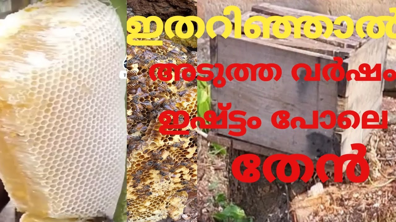 Theneechaye koottill kayattam easily 