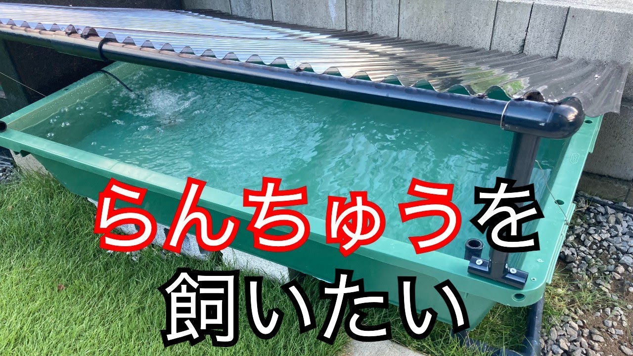 屋根付きで水換えも楽々！日本のらんちゅうを飼うための飼育設備を作る