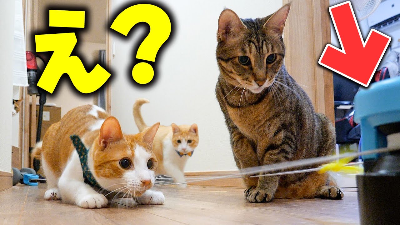 【革命】猫たちがヨダレを垂らして大はしゃぎする最強のおもちゃを手に入れてしまいました…