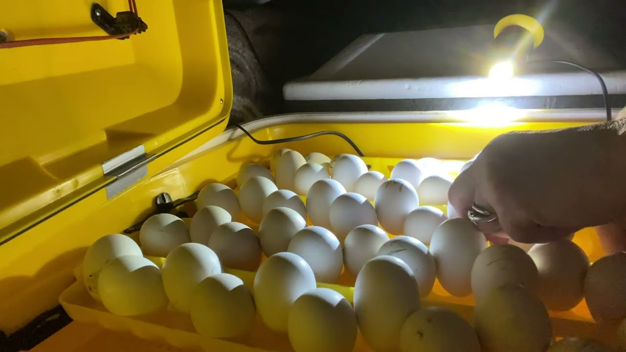 Теплуша АКВА, 18- 19 день інкубації.