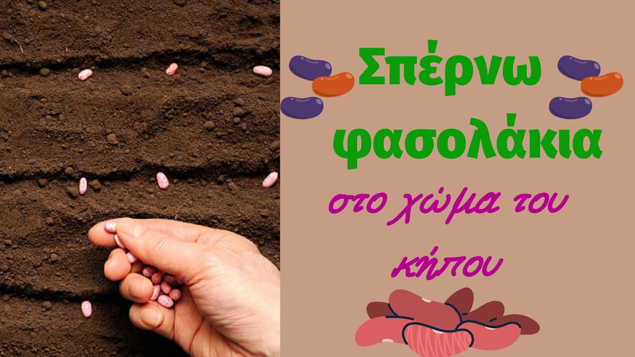 Σπέρνω πράσινα  φασολάκια στον κήπο κατευθείαν στο χώμα