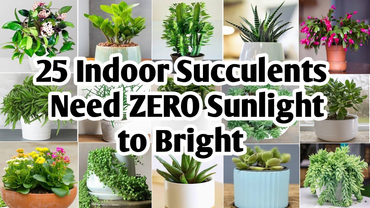 25 Indoor Succulent Plants | Succulents need Zero Sunlight to Bright | Plant and Planting
