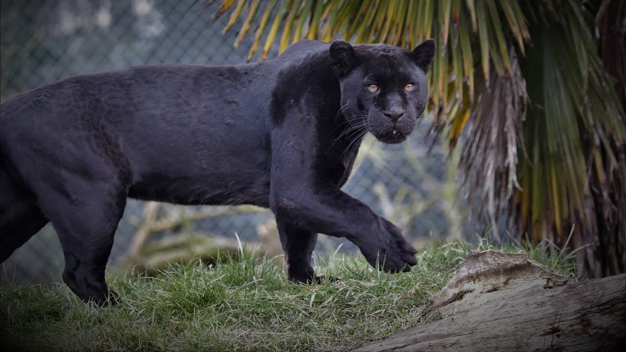 Chester Zoo Trip - (March 2018)