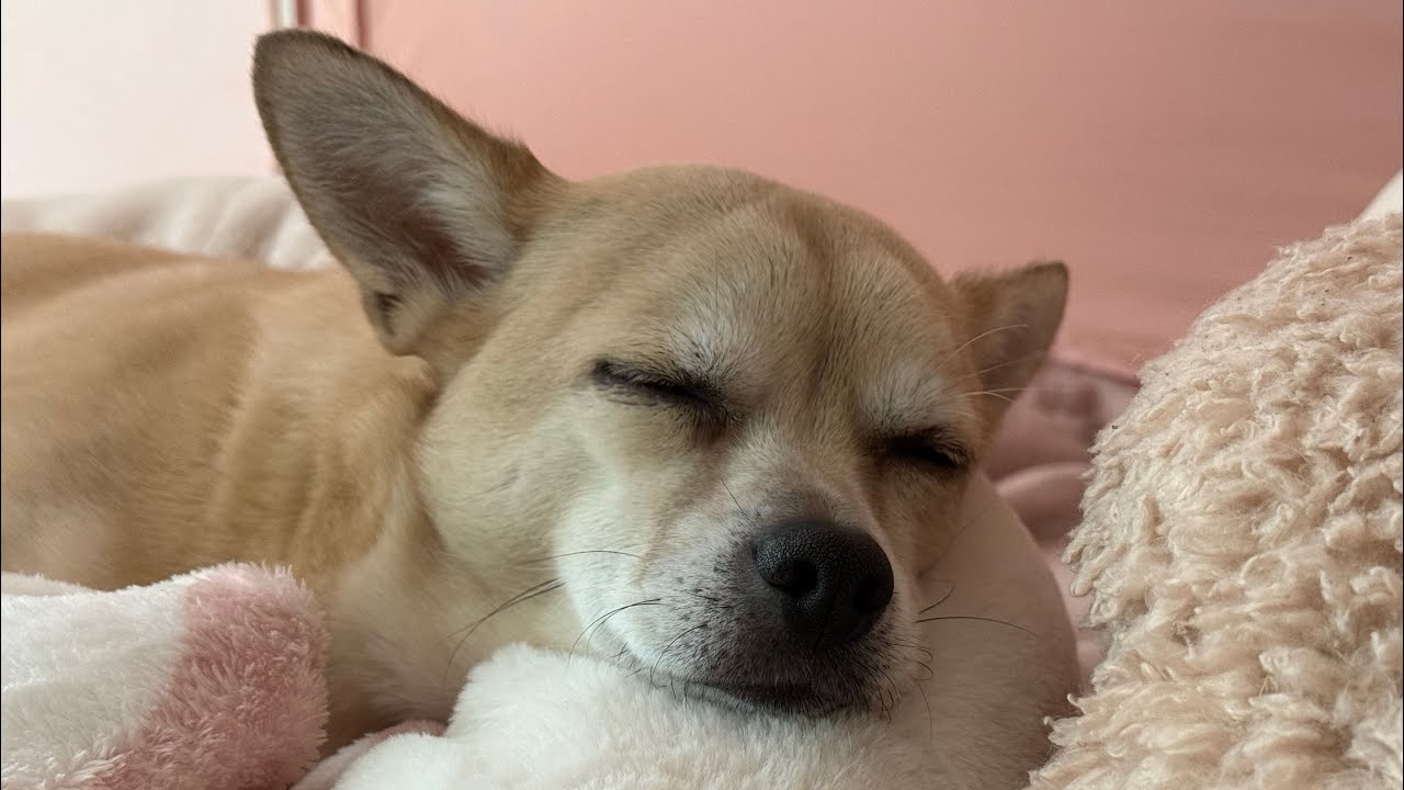 [밥 안먹는 개의 일기 몰아보기 4] 라꿍이의 강아지 브이로그 🐕🐩🐾