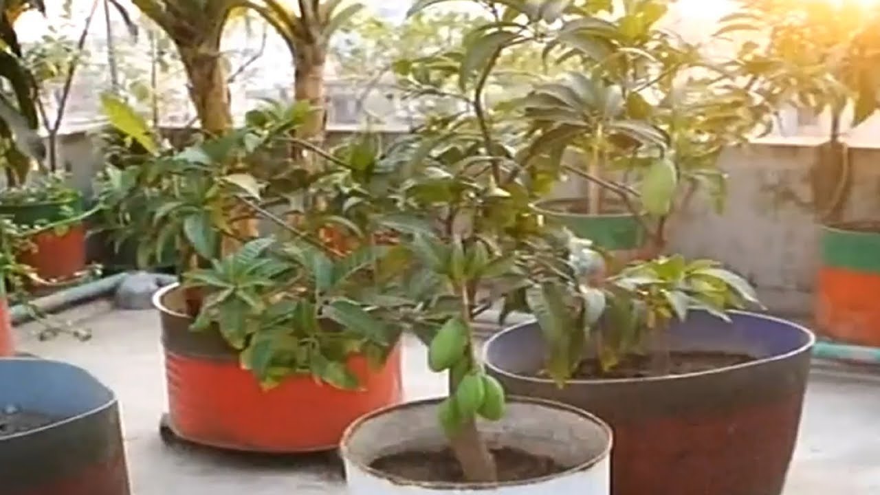 কিভাবে বাড়ির ছাদে বাগান করবেন - Abdur Rashider chad bagan - Rooftop farming