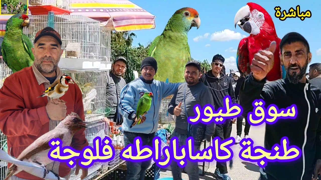 #سوق #طيور #طنجة #فلوجة #مباشرة اليوم الاحد اثمنه انواع الطيور رائعه اجواء سوق ✅