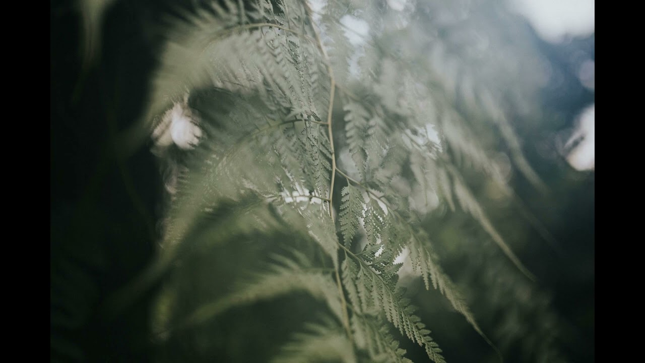No. 17 — 🌿 Chillhop Calm