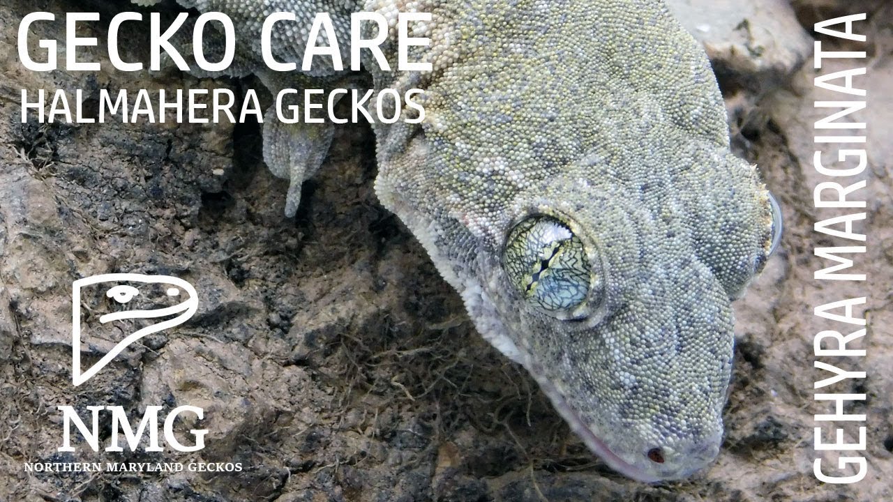 Gecko Care: Gehyra Marginata