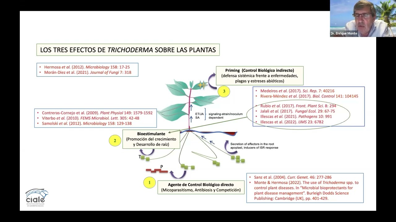 Efectos de Trichoderma sobre las plantas - Dr. Enrique Monte