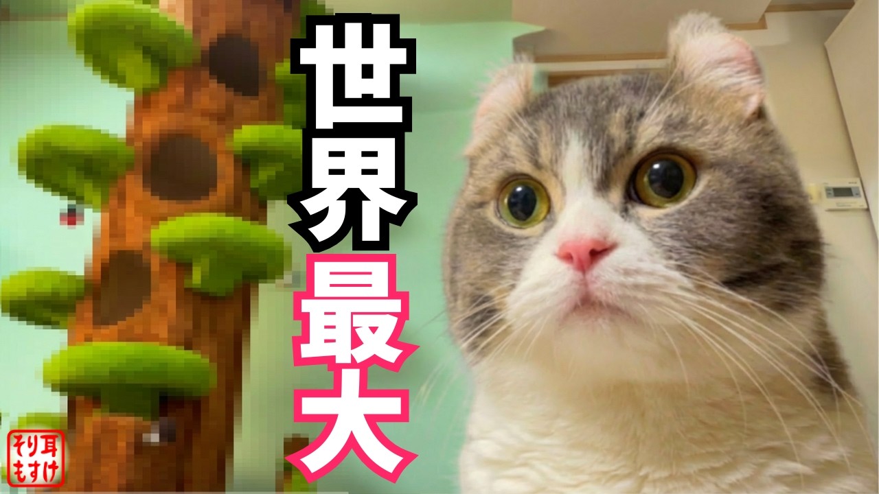 ごめんなさい…もう普通のキャットタワーには戻れません【話題の巨大キャットツリー完成】