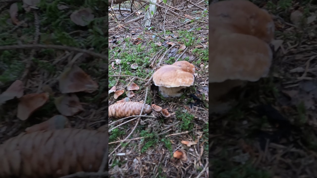 King Bolete, Boletus edulis, Cep#shorts #new #trending #foryou #nature #forest #wood #pilze #porcini