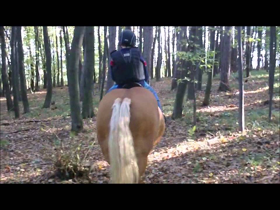 Můj přítel kůň