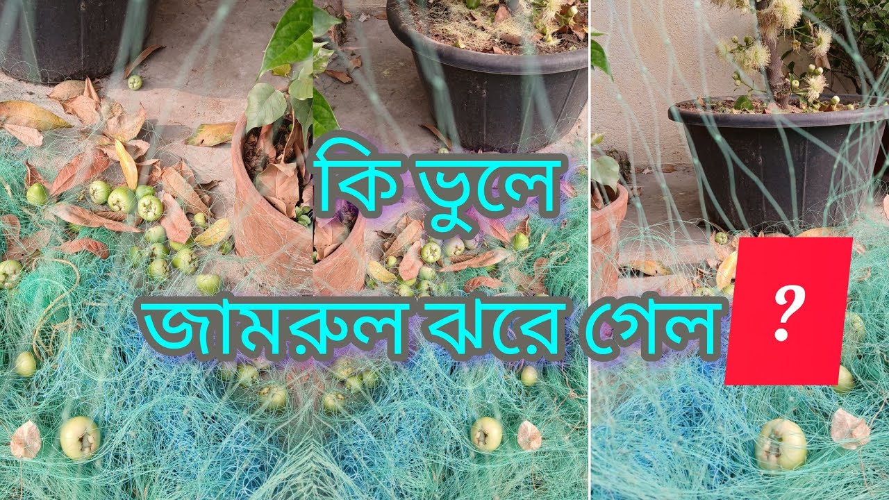 কি ভুলে, জামরুল ঝরে গেলো ? #roofgarden#garden#greenrooftop#gardening#fruit#jamrul#plants#