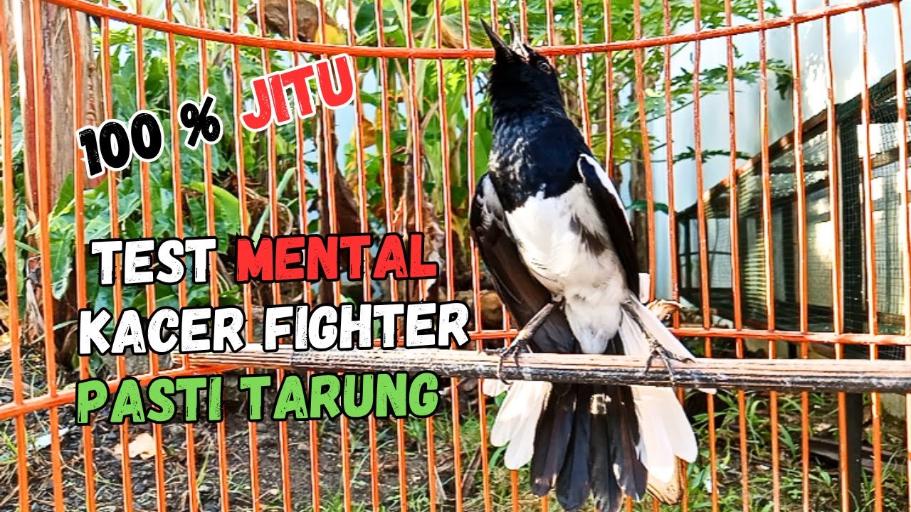 AWAS KACERMU KONSLET JEBOL EMOSINYA DENGAR INI LANGSUNG ON BONGKAR ISIAN !! KACER GACOR ISIAN