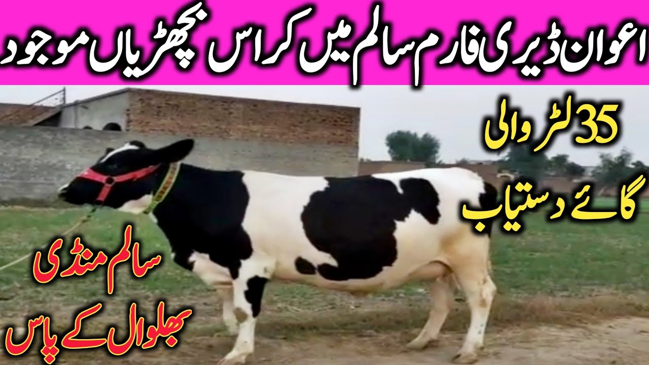 Holstein Friesian Calves and Cross Cow In Awan Dairy Farm Salam Bhalwal || Global Village Farming