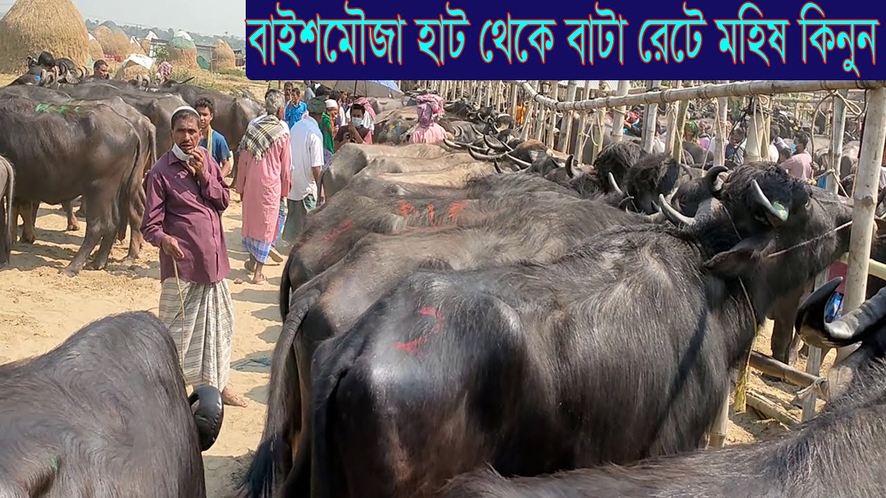 ব্রাহ্মনবাড়িয়ার বিখ্যাত বাইশমৌজা হাট থেকে  বাটা রেটে মহিষের দাম জানুন@SafolloTv
