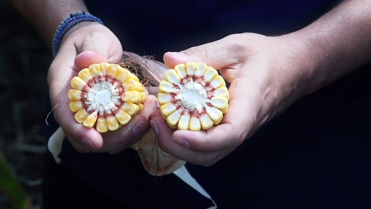 Υβρίδια καλαμποκιού από τη Syngenta για υψηλές αποδόσεις και σταθερότητα.