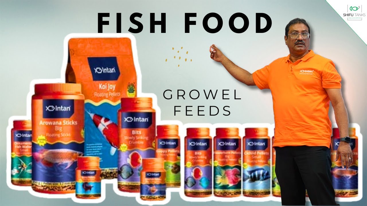 INTAN Fish Food Explained: Ingredients, Benefits, and Usage | Shifu Tanks Clips