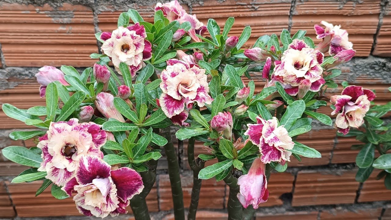 Rosa do Deserto 🌻 Golden fight + um passeio lindo no Jardim cheio de flores 🥰🤗🌺🥰🤗