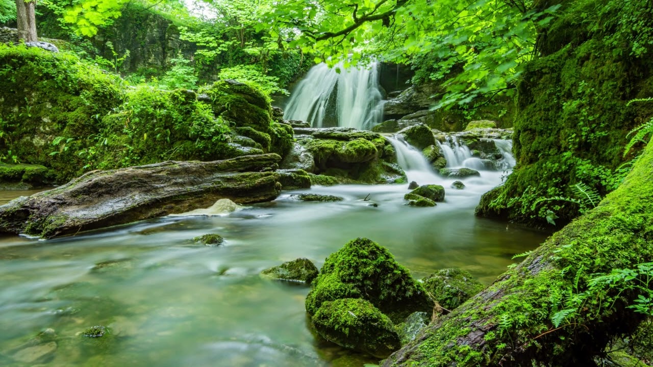 Rain Forrest rain with stream sound and thunder