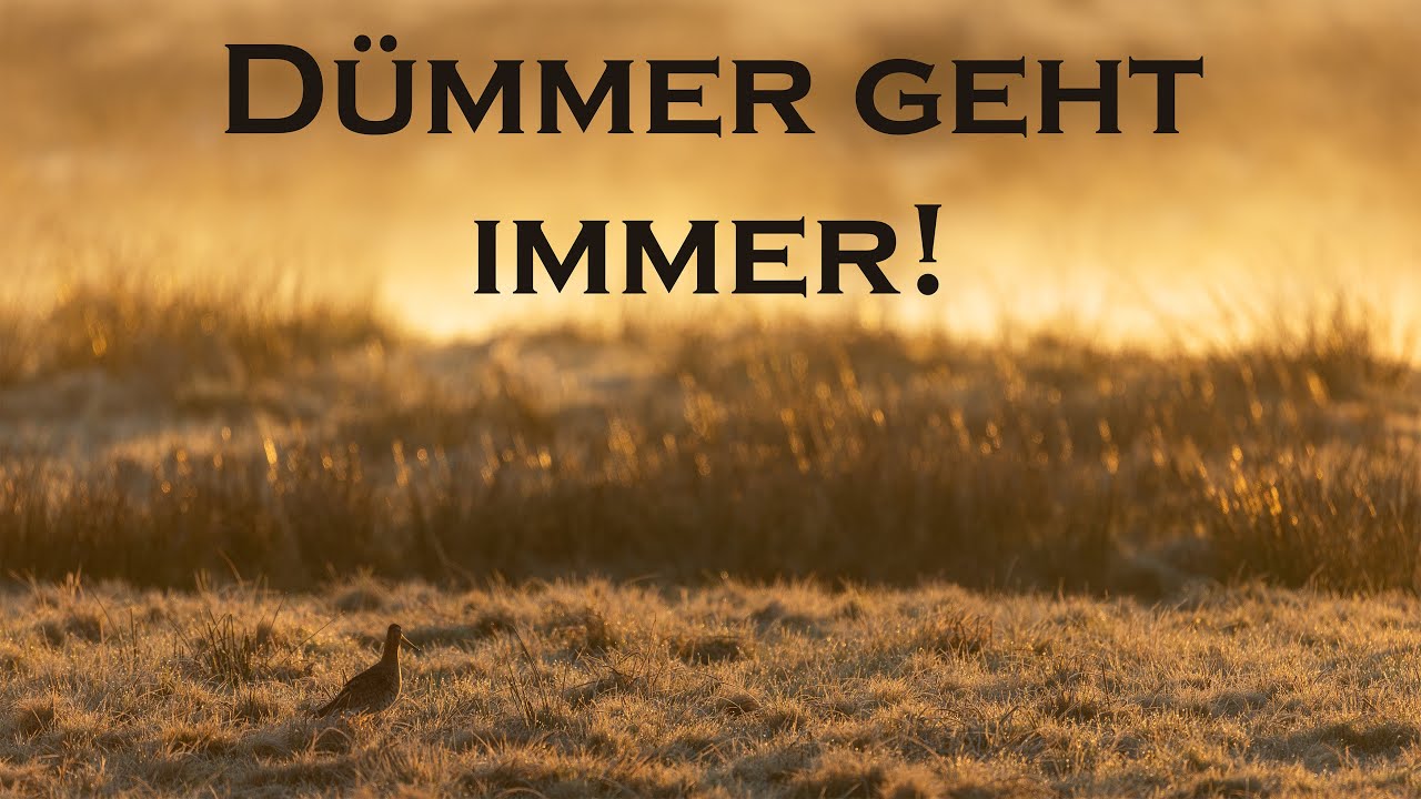 Fotografieren im goldenen Licht - Der Dümmer