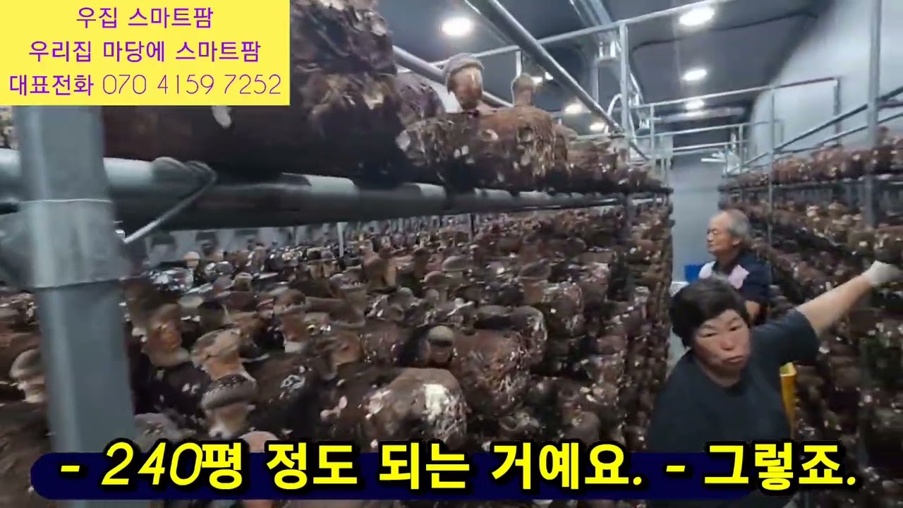 설비.재배문의 070 4159 7252 #우리집 #스마트팜 #우집 #온도 20도 일하기 좋은 작업환경 #참송이버섯 #양평송이나라 #송화버섯 #갈변
